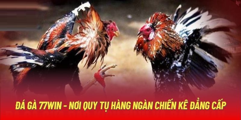 Loại hình đá gà đòn ấn tượng tại 77Win